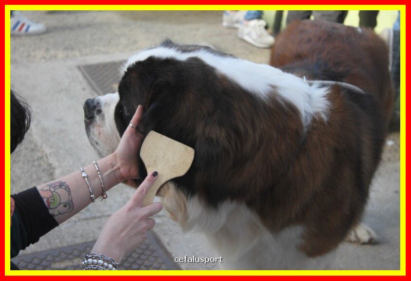 180311 mostra_canina 002.jpg